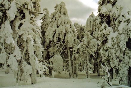 Brocken - Winterwald 3 - Klein