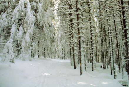 Brocken - Winterwald 7 - Klein
