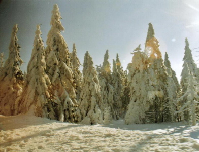 Im Winterwald