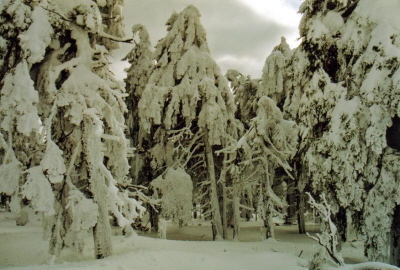 Im Winterwald 3