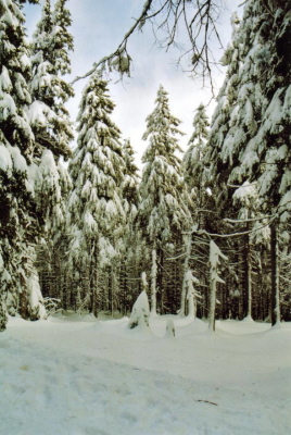 Im Winterwald 4