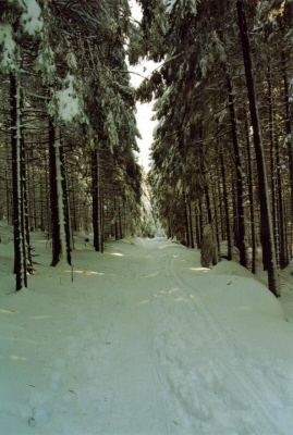 Im Winterwald 5