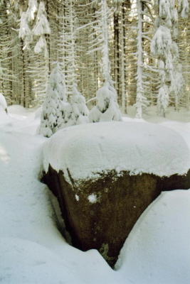 Im Winterwald 6