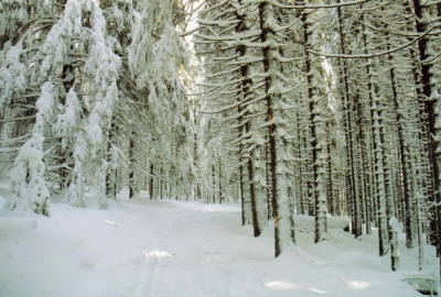 Im Winterwald 7