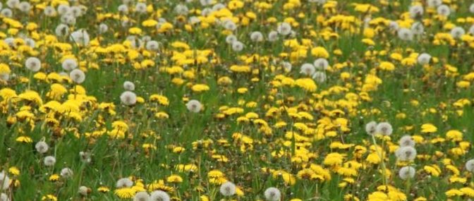 Löwenzahn im Frühling