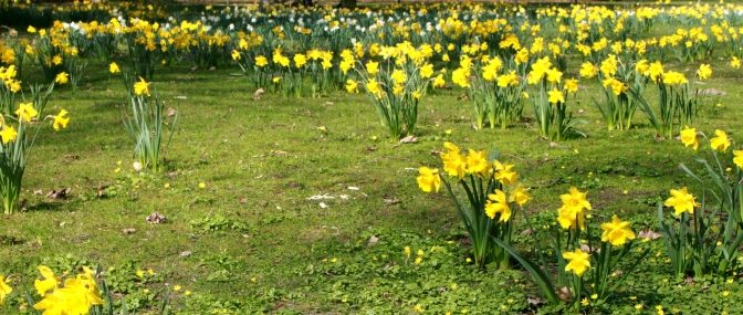 Narzissenwiese im Tiergarten